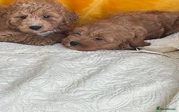Cavapoo dogs for sale: Wonderful boys and girl  - Image 5