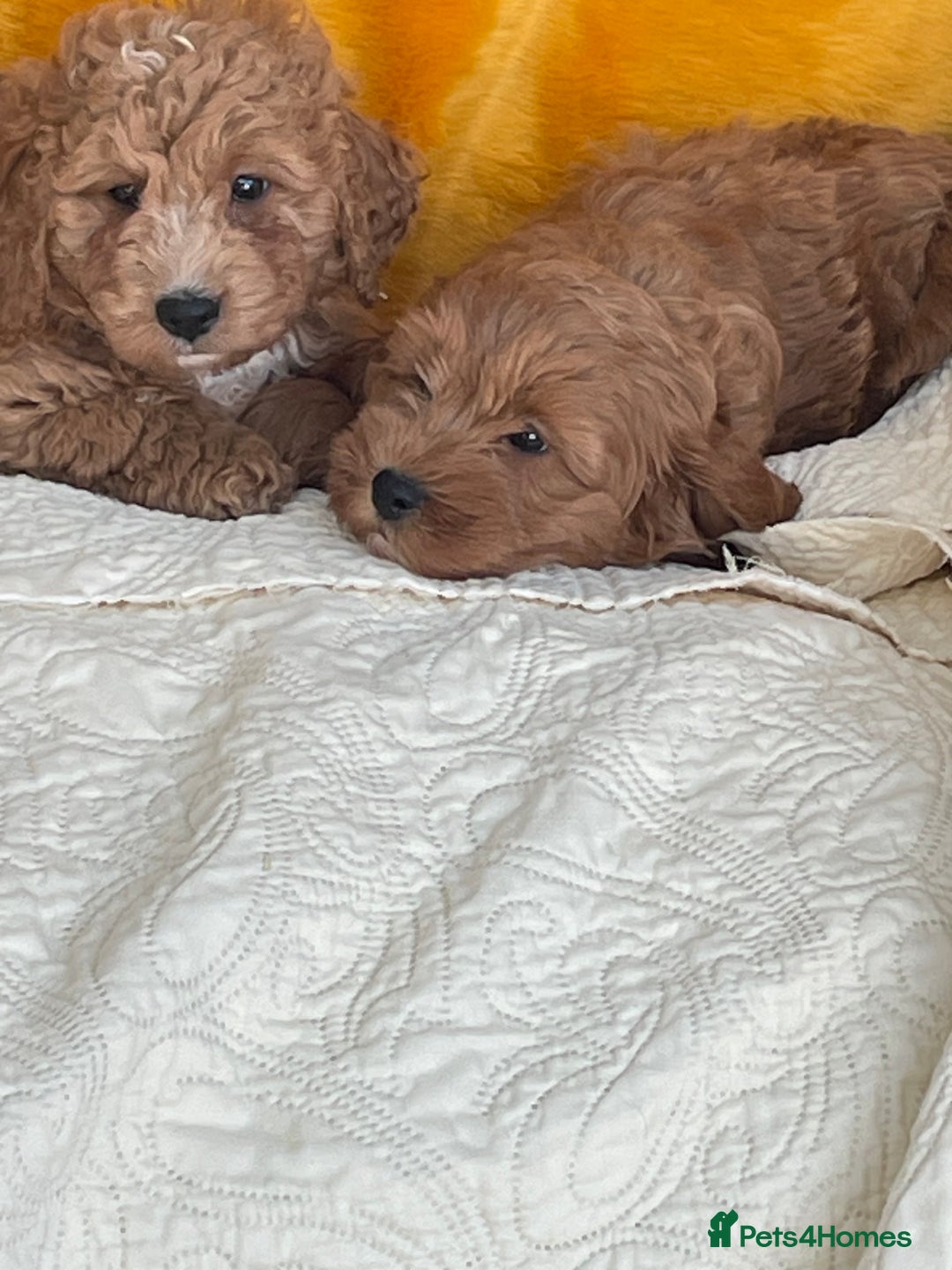 Cavapoo dogs for sale: Wonderful boys and girl  - Image 5