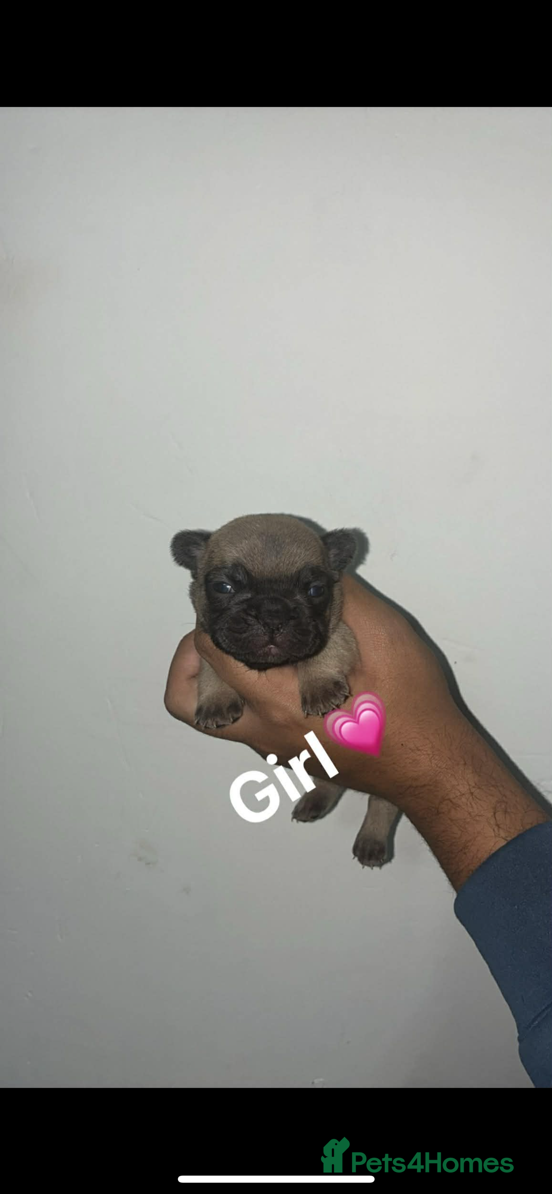 French Bulldog dogs for sale: Beautiful French Bulldogs - Advert 3