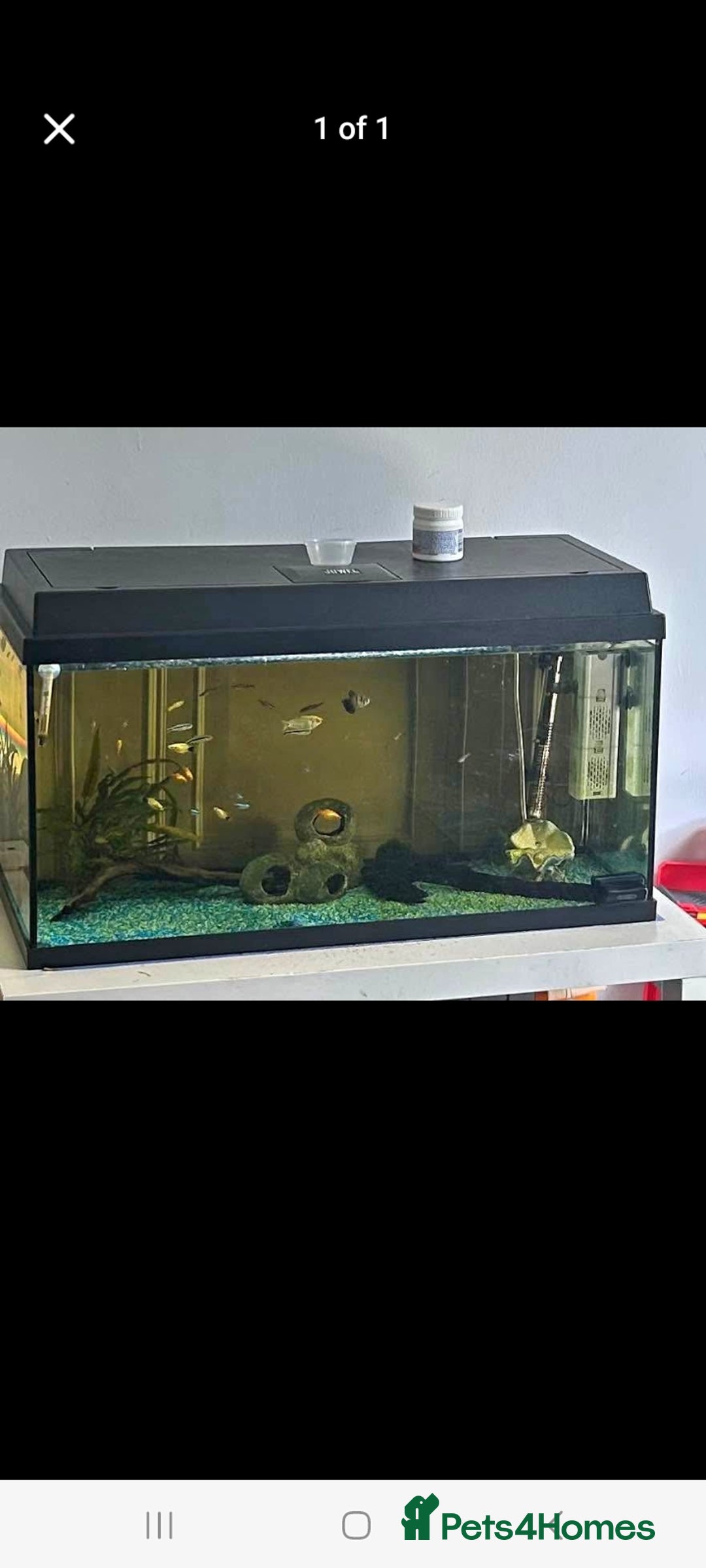 Other/Mixed Breed fish for sale: Fish tank and fish full set up need gone £40 - Image 3
