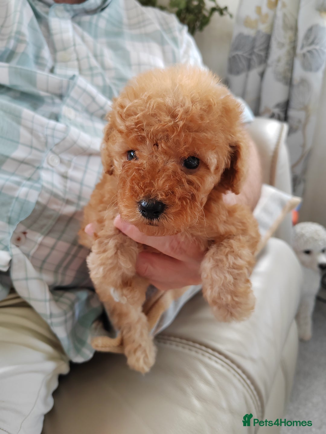 Cavapoo dogs for sale: TOY CAVAPOO DNA TESTED PARENTS AND GRANDPARENTS  - Image 31