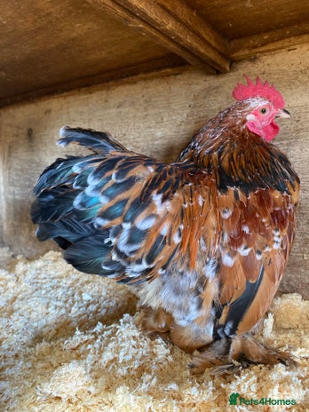 Chickens poultry - Advert 16