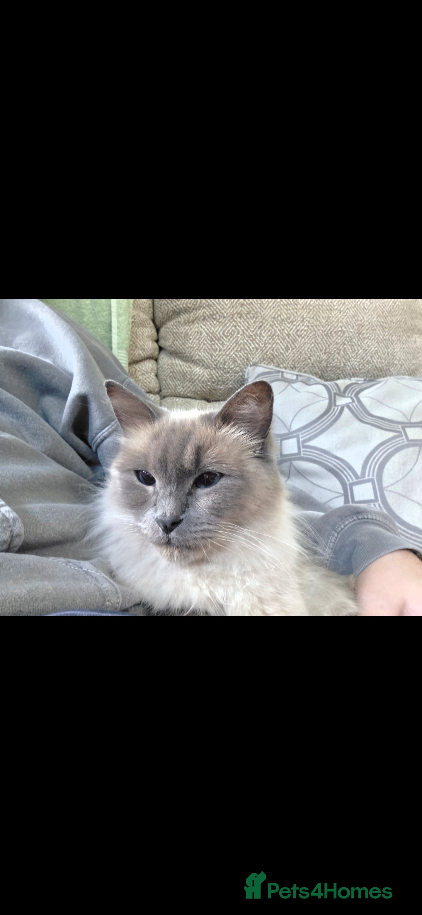 Ragdoll cats Beautiful Ragdoll kittens for sale - Advert 2