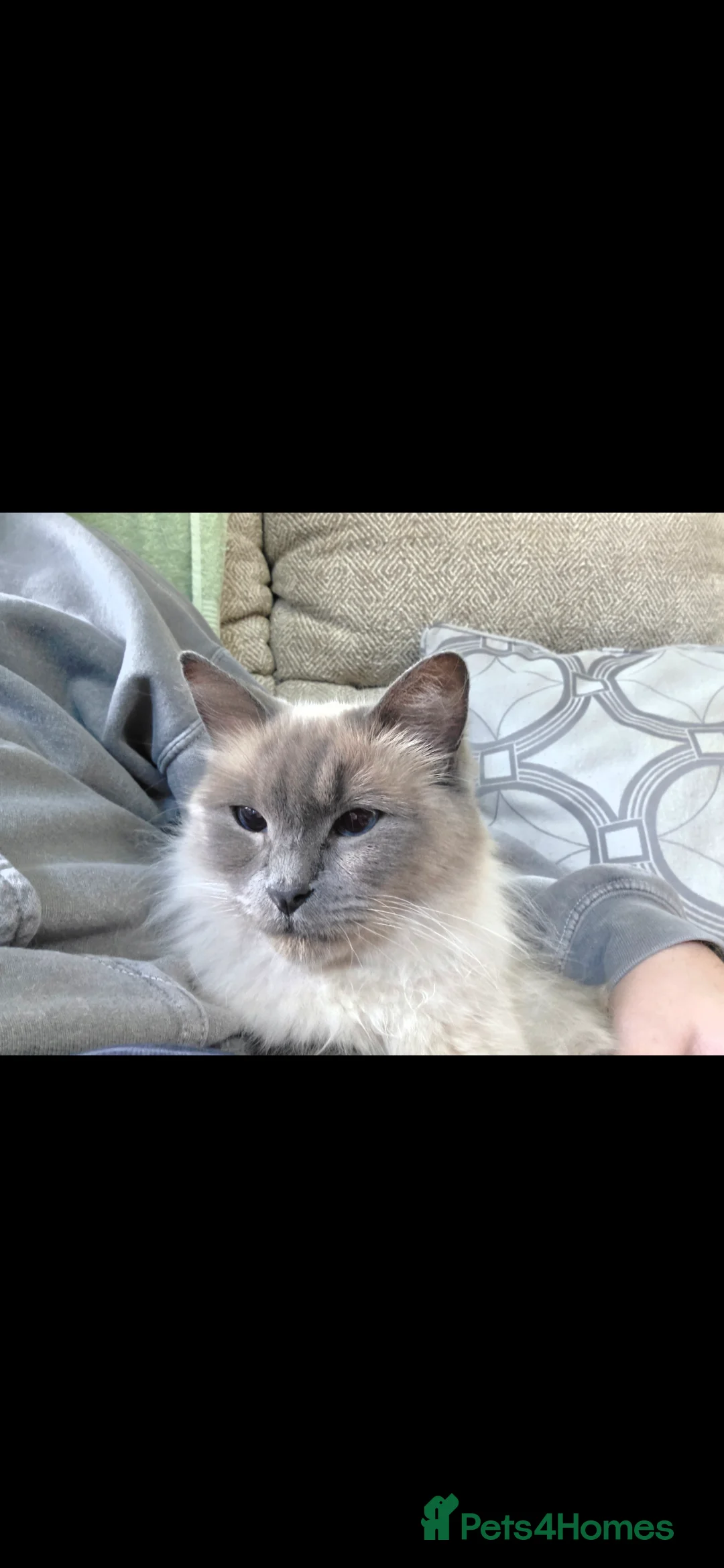 Ragdoll cats for sale: Beautiful Ragdoll kittens for sale - Advert 2