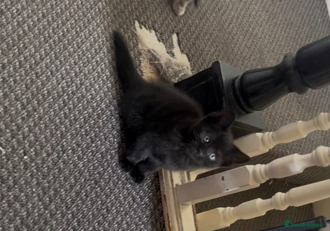 Mixed Breed cats for sale: Two kittens ready to go to their loving homes in Port Talbot - Advert 2