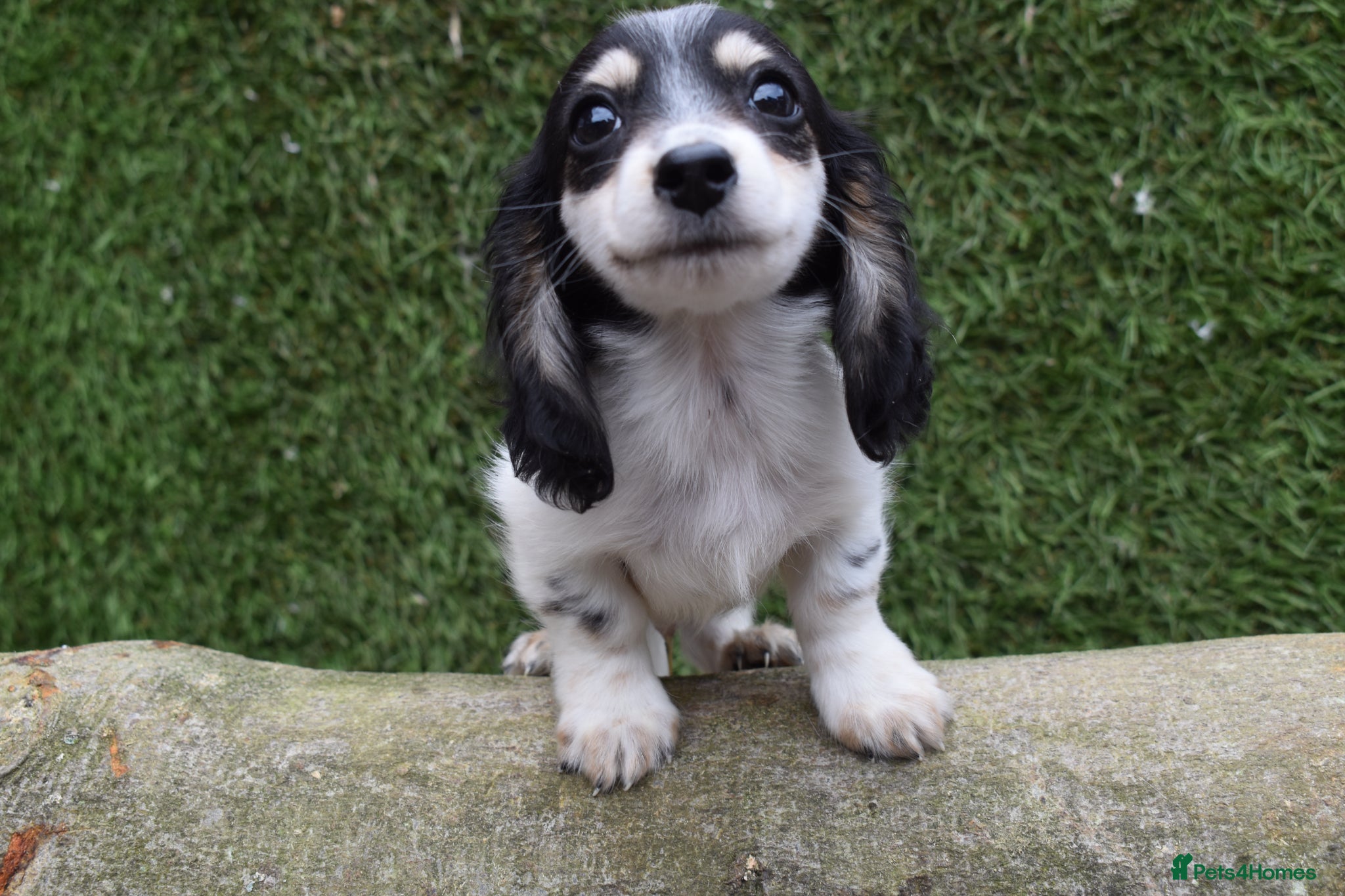 Miniature Dachshund dogs Ready Now - Miniature Longhaired Dachshunds  - Advert 1