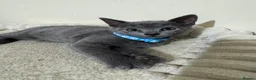 Russian Blue cats for sale: Russian Blue kittens - Advert 10