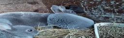 Rex rabbits for sale: Stunning baby blue, mini rex  - Advert 9