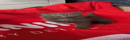 British Longhair cats for sale: Beautiful British Shorthair & Longhair Kittens 🐾 - Advert 5