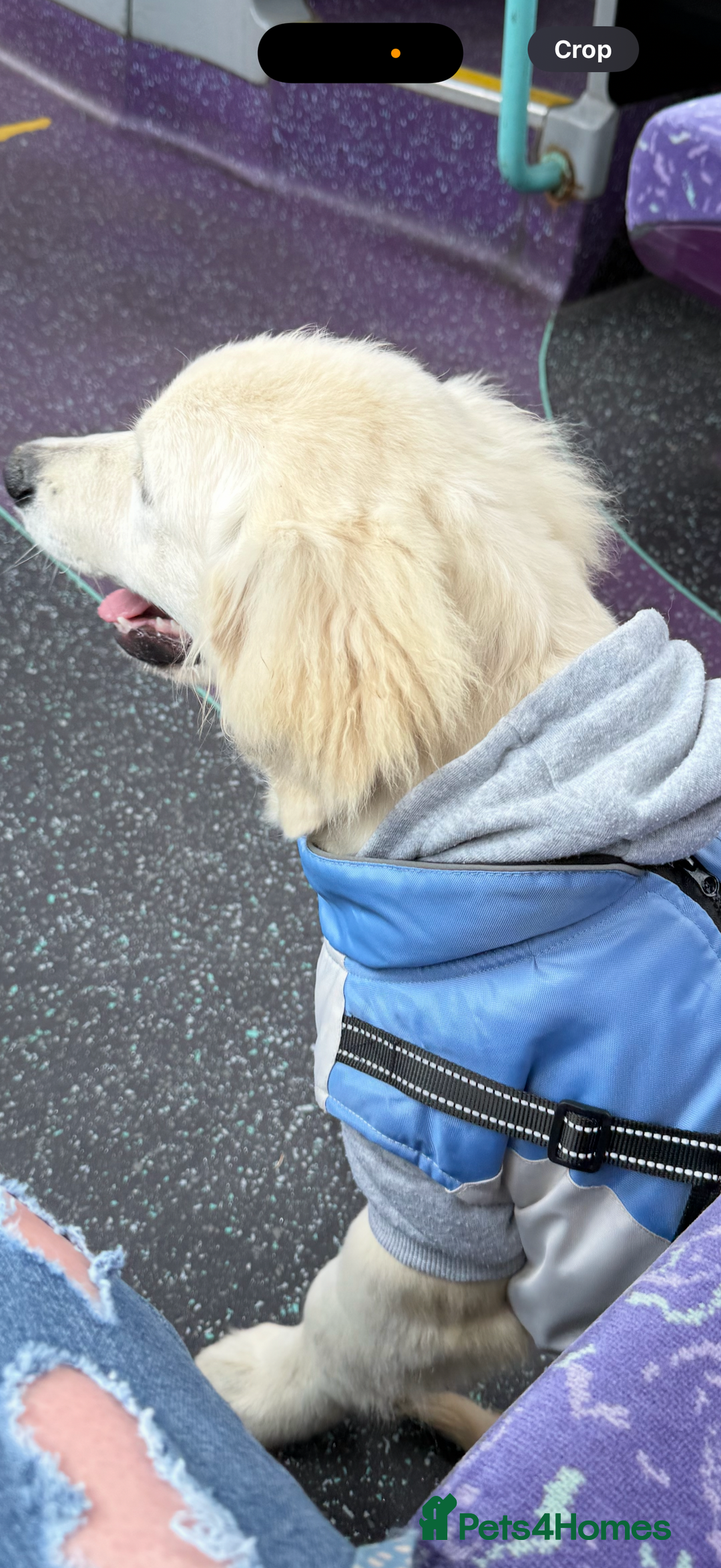 Golden Retriever dogs for sale: Fluffy, teddy bear, Kc Reg Golden Retriever Boy - Image 6