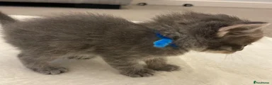 Ragcoon 3