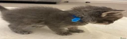 Ragcoon cats for sale: Ragcoon Kittens  - Advert 12