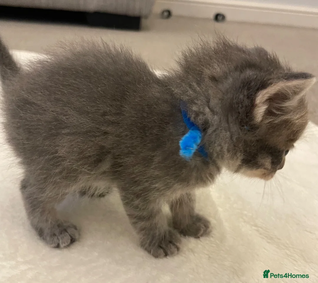 Ragcoon cats for sale: Ragcoon Kittens  - Advert 12