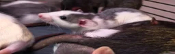 Rat rodents for sale: READY NOW! Updated. Gorgeous fancy dumbo rats - Advert 9