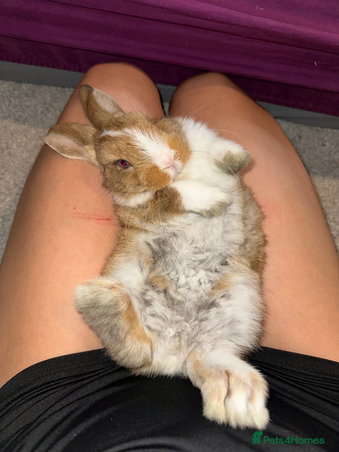 Mini Lop rabbits for sale: Mini lop male - Advert 3