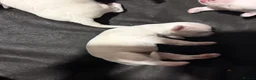 Bichon Frise dogs for sale: 4 Bichon Frisé puppies looking for their new home - Advert 7