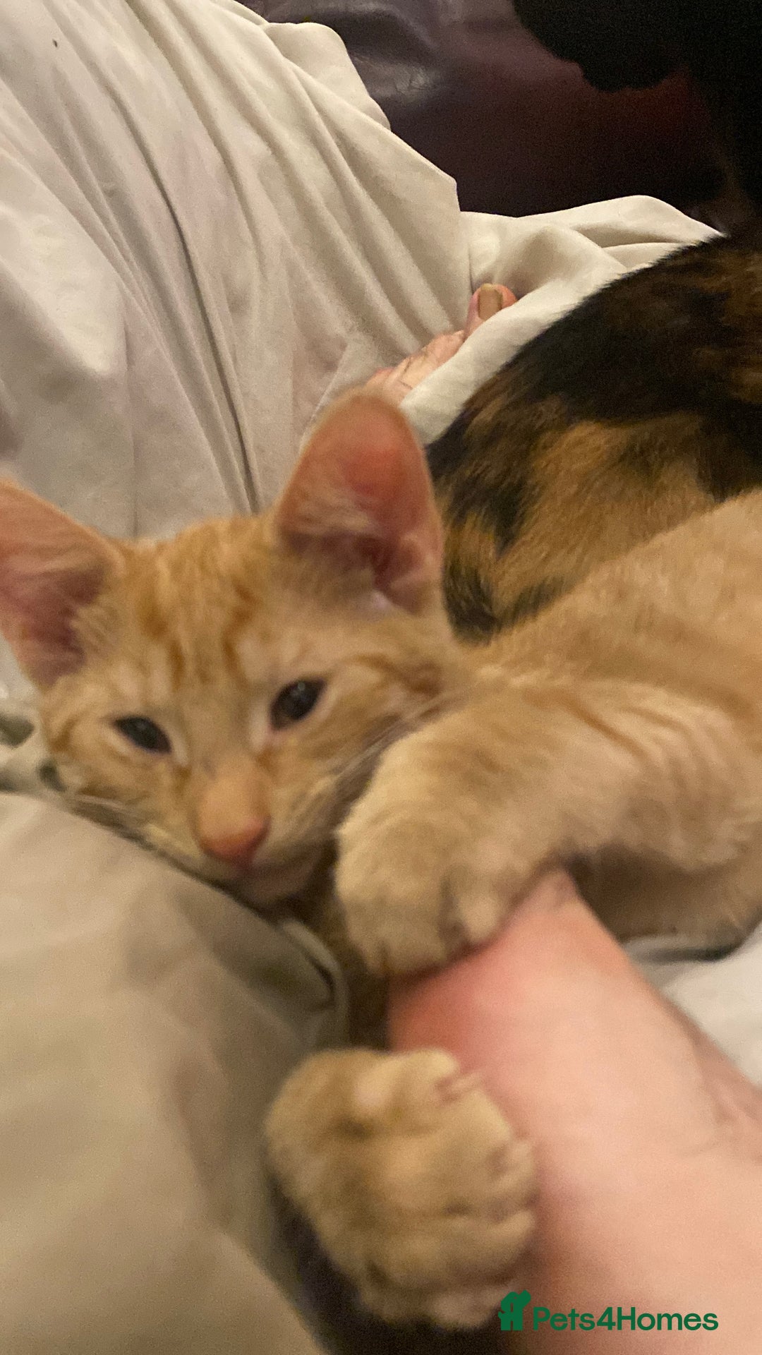 Mixed Breed cats for sale: Rare all ginger tabby girl for sale 😻❤️ - Image 8