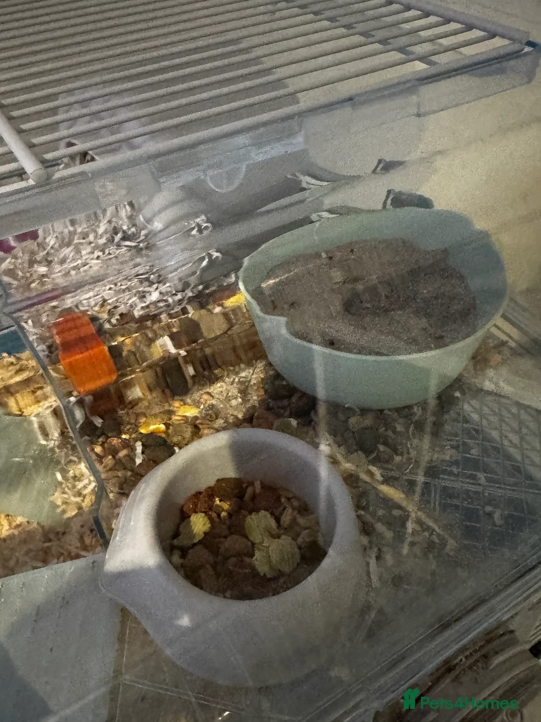 Hamster rodents for sale: Hamster For Sale  - Advert 3