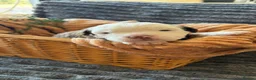 Olde English Bulldogge dogs for sale: Olde English fluffy Bulldogges in Bromsgrove - Advert 6