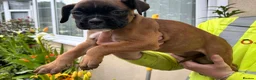 Boxer dogs for sale: READY NOW- Stunning boxer puppies - Advert 17