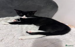 Domestic Shorthair cats for sale: 2 female Kittens - Image 10