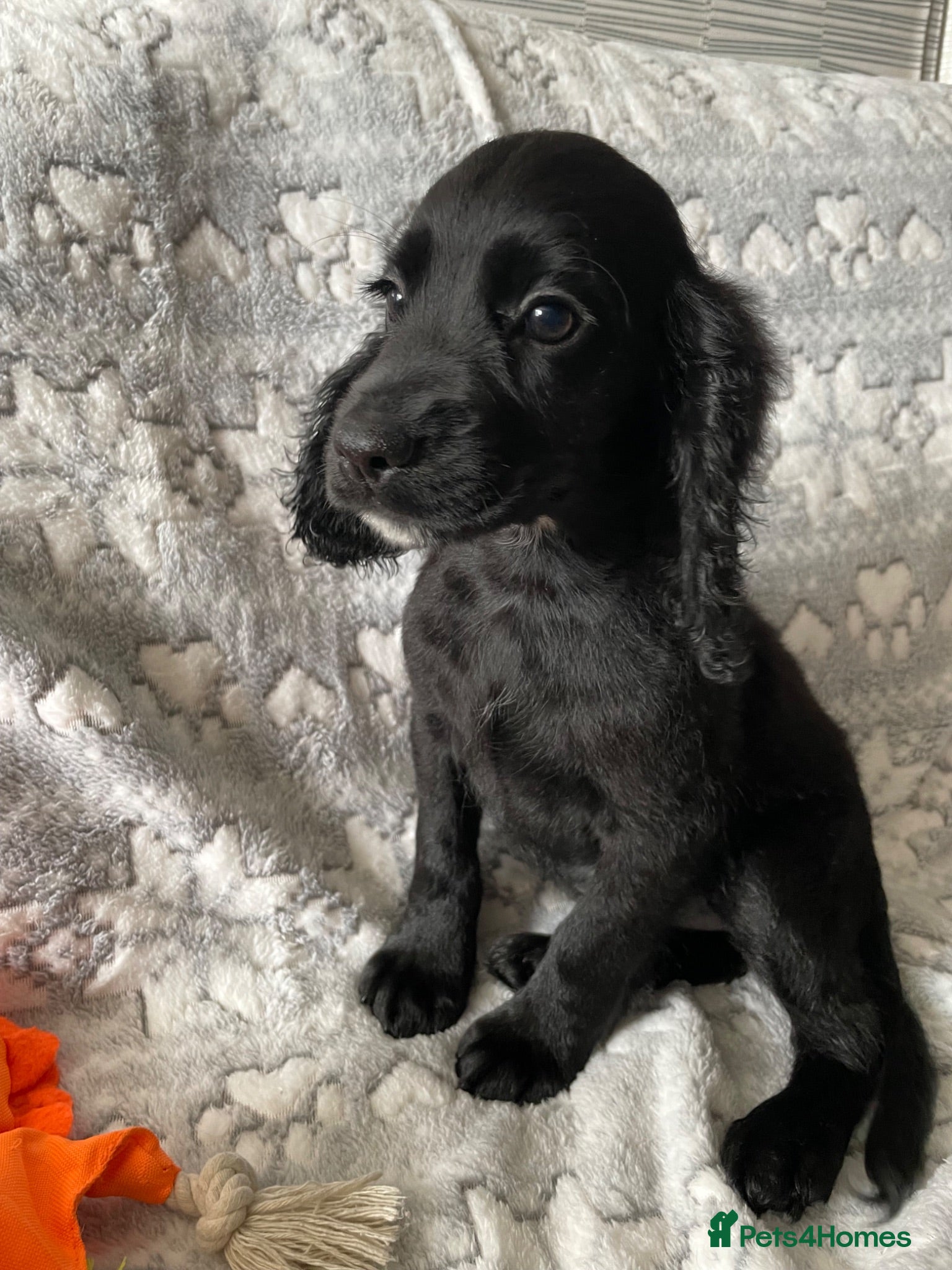 Cocker Spaniel dogs Cocker spaniel puppies 14.06 still available  - Advert 15