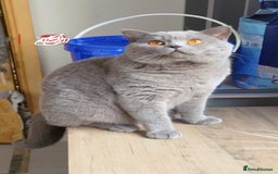 British Shorthair cats for stud: Champion bloodline group type B  - Image 2