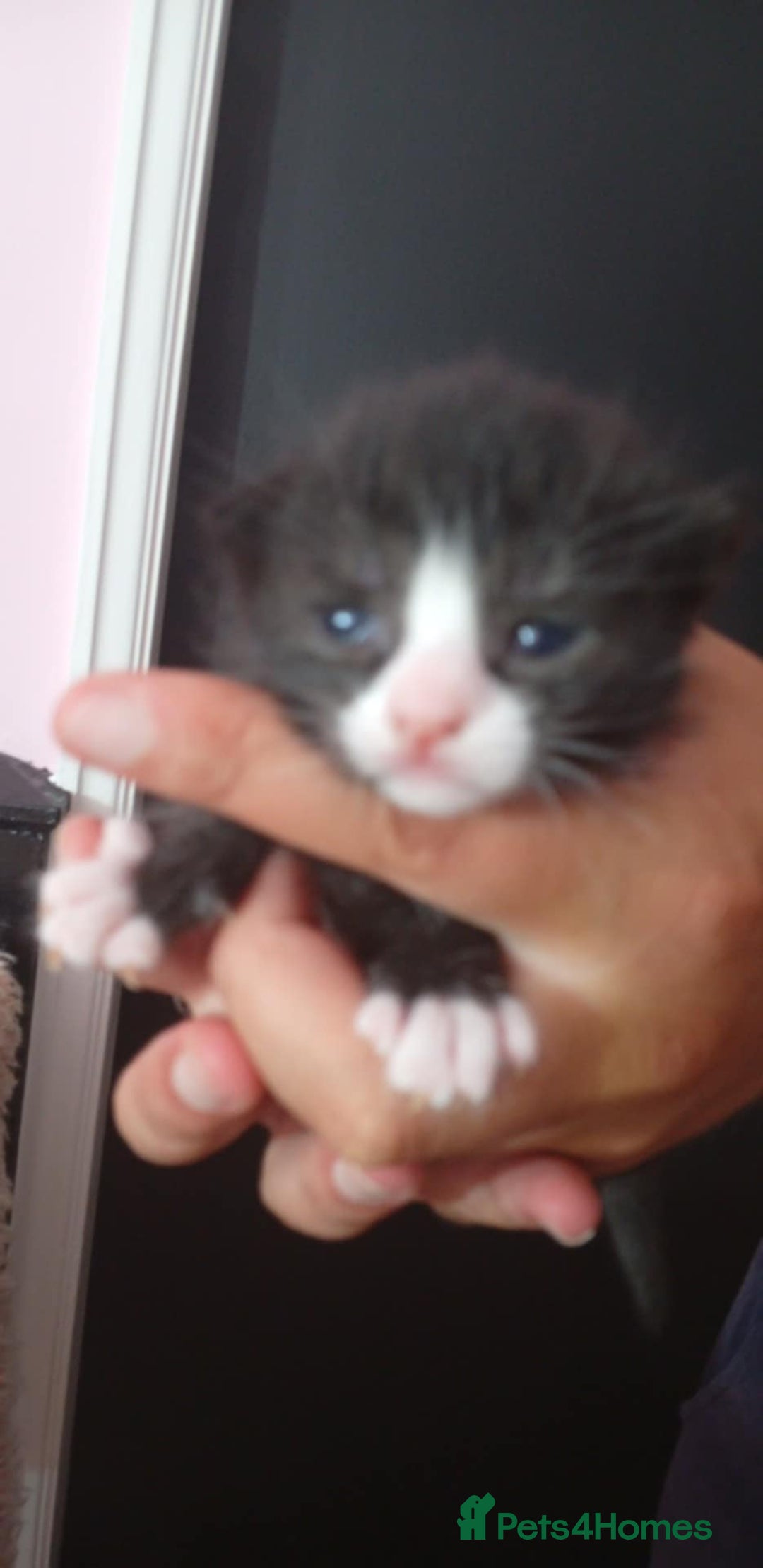Persian cats for sale: Persian cross - Image 3