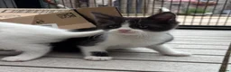 Mixed Breed cats for sale: MAINE COON CROSS KITTENS  - Advert 3
