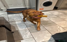 Dogue De Bordeaux dogs for sale: Girl rogue de Bordeaux age 2 - Image 2