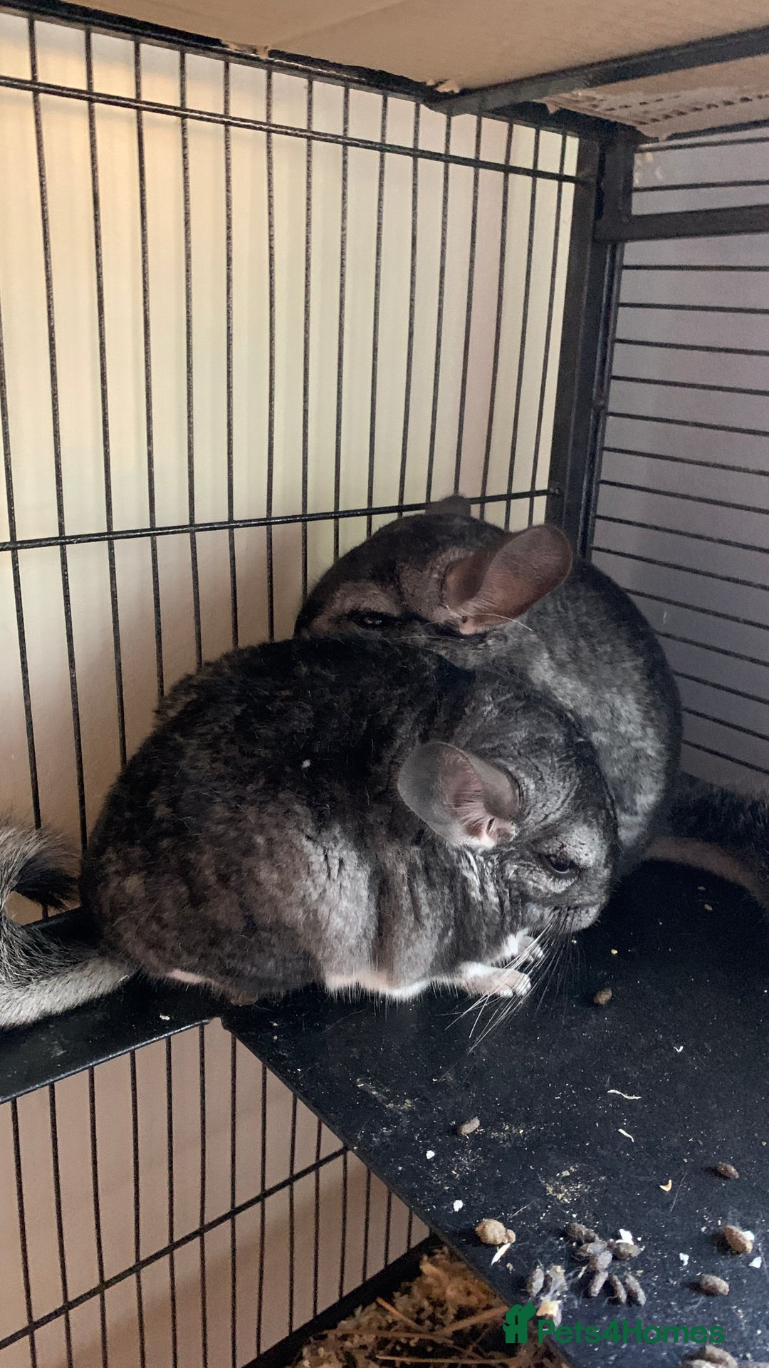 Chinchilla rodents for sale: 2 Male Chinchillas - Advert 2