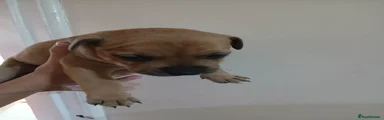 Staffordshire Bull Terrier 2