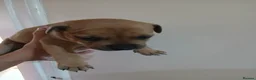Staffordshire Bull Terrier dogs for sale: Staffordshire bull terrier puppies  - Advert 10