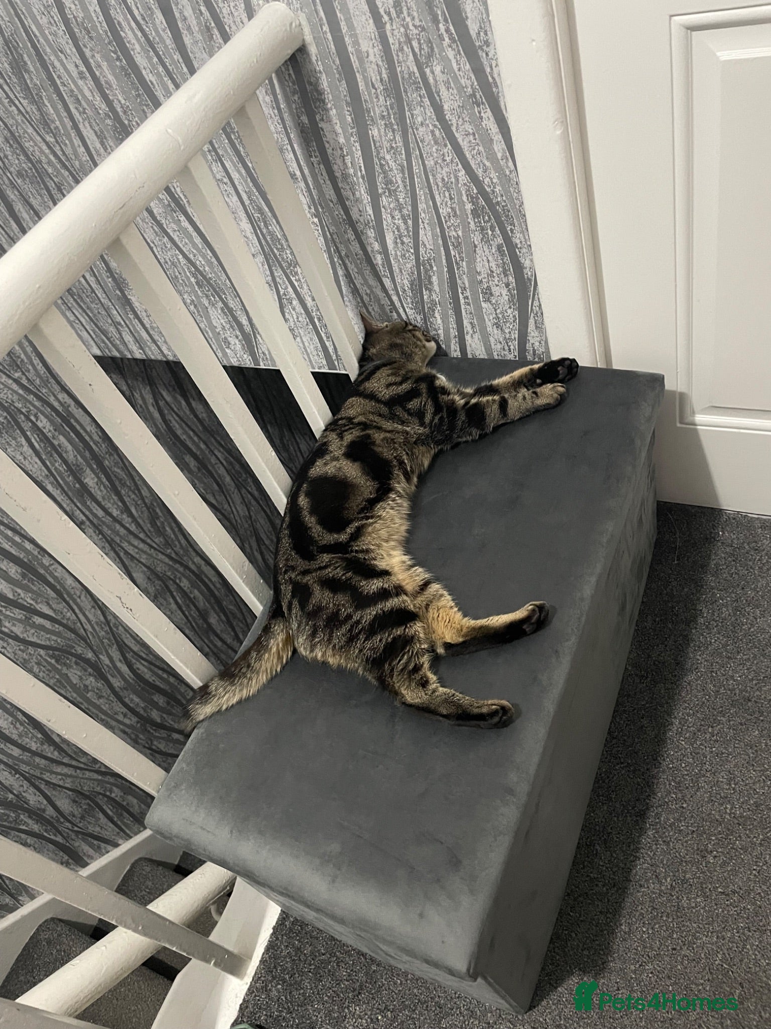 Domestic Shorthair cats Dougie male cat - Advert 1