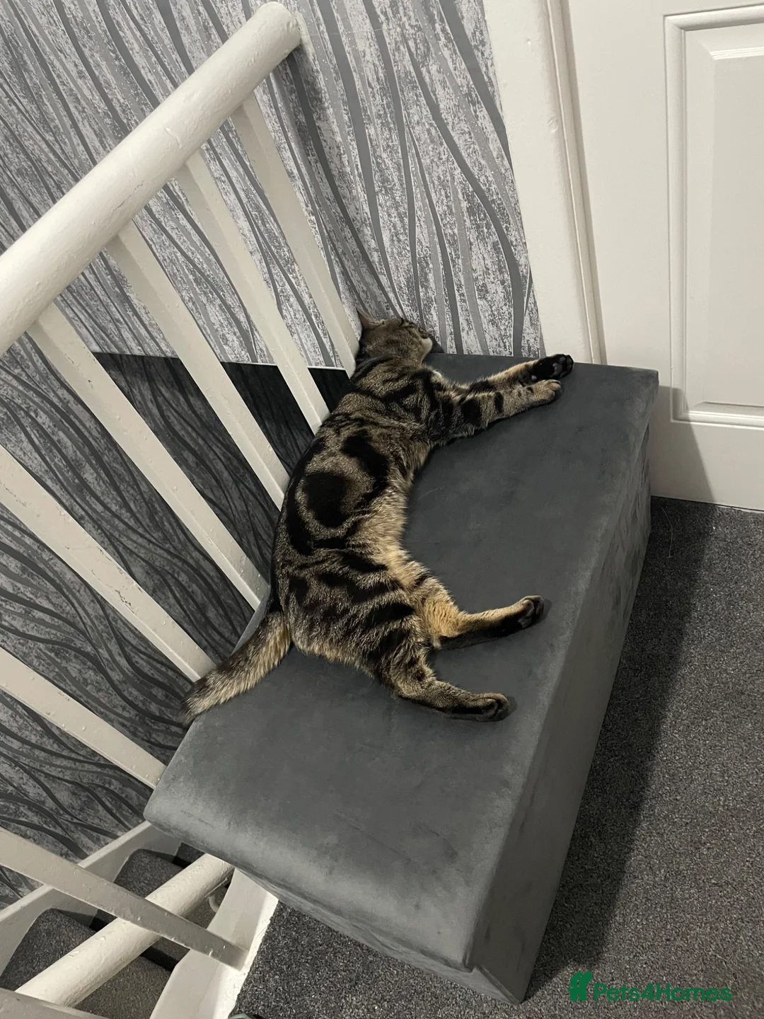 Domestic Shorthair cats for sale: Dougie male cat in Liversedge - Advert 1