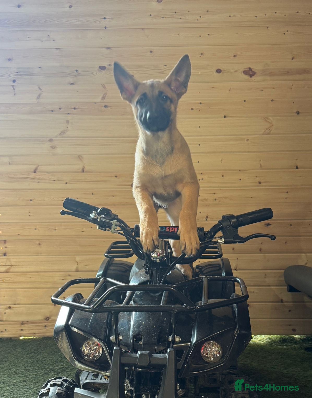 Belgian Shepherd Dog dogs 2 Girls Left READY NOW Belgian Malinois Pups  - Advert 1