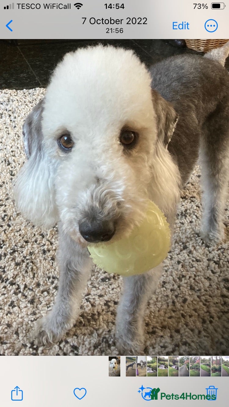 Bedlington Terrier dogs Bedlington Terrier Pups - Advert 4