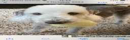Bedlington Terrier dogs for sale: Bedlington Terrier Pups - Advert 1