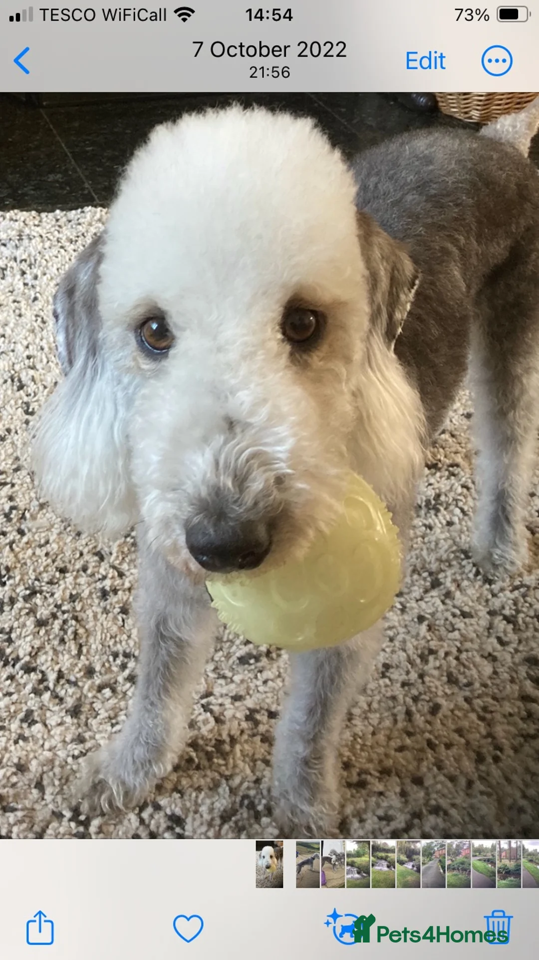 Bedlington Terrier dogs for sale: Bedlington Terrier Pups - Advert 1