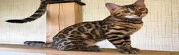 Bengal cats for sale: 💖💙 Gorgeous Bengal Kitten Ready For Thier Homes - Advert 5