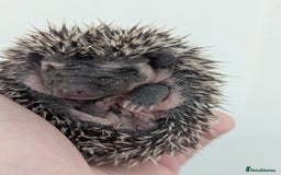 Pygmy Hedgehog rodents for sale: Gorgeous Hoglets Ready to Reserve Now - Image 6