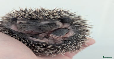 Pygmy Hedgehog rodents - Advert 8