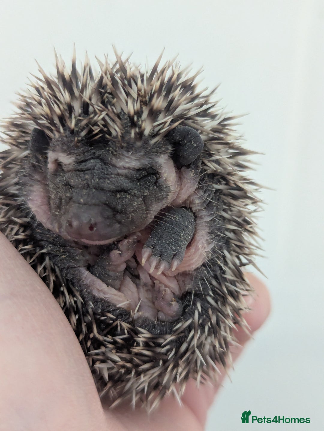 Pygmy Hedgehog rodents for sale: Gorgeous Hoglets Ready to Reserve Now - Image 6