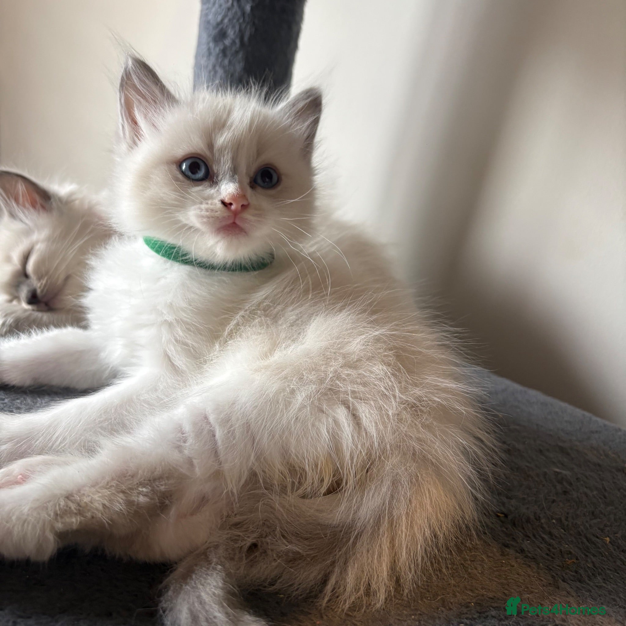 Ragdoll cats Beautiful girl Ragdolls  - Advert 2