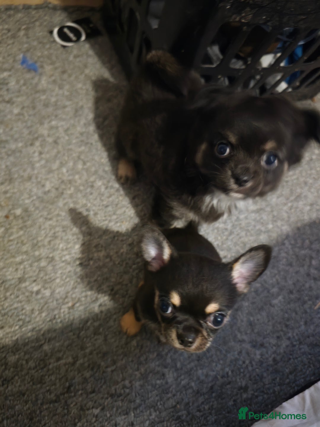 Chihuahua dogs for sale: 2 beautiful boys  - Advert 10