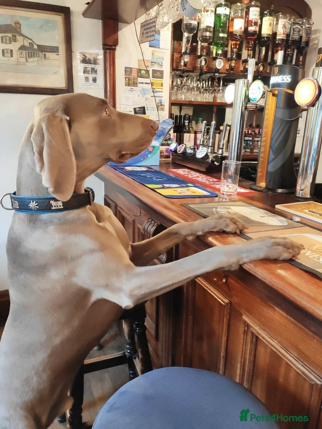 Weimaraner dogs for stud: 🔥super stud🔥Hipscored🔥KC reg in Woodbridge - Advert 33