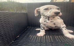 Dalmatian dogs for sale: Dalmatian puppies for sale  - Image 2