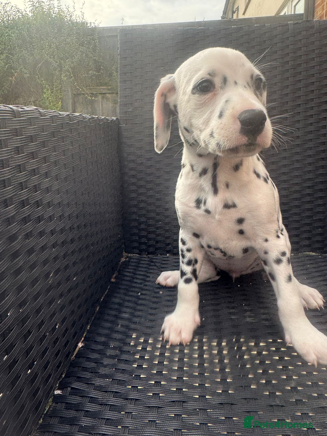 Dalmatian dogs for sale: Dalmatian puppies for sale  - Image 2