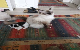 Mixed Breed cats for sale: Cute Mixed breed ragdoll kittens  - Image 7