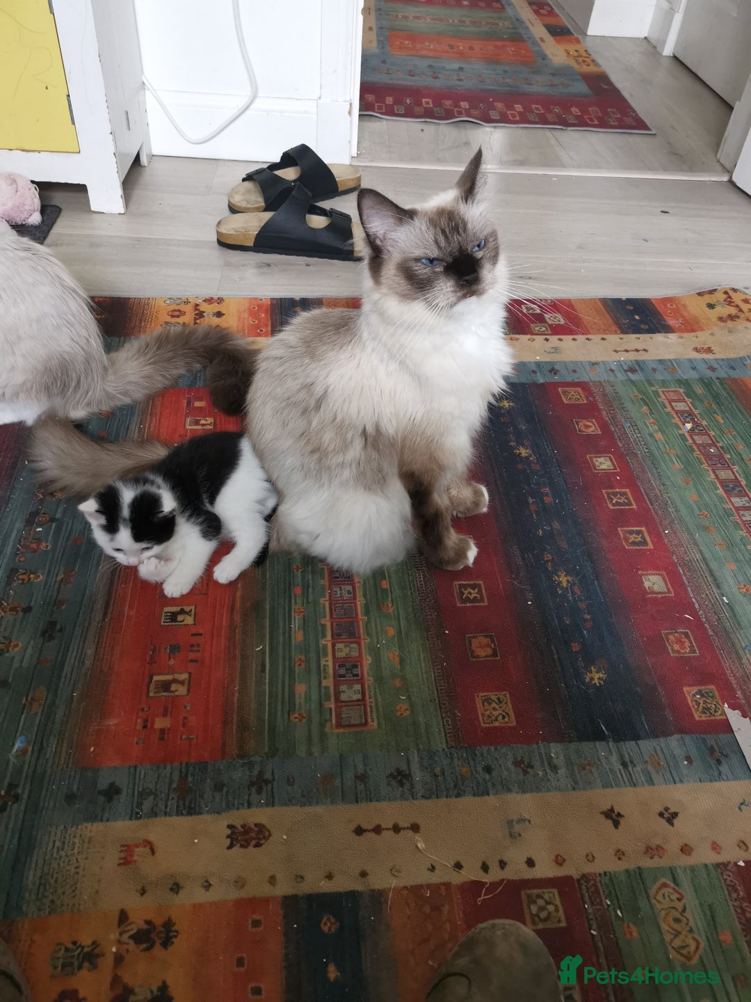 Mixed Breed cats for sale: Cute Mixed breed ragdoll kittens  - Image 7
